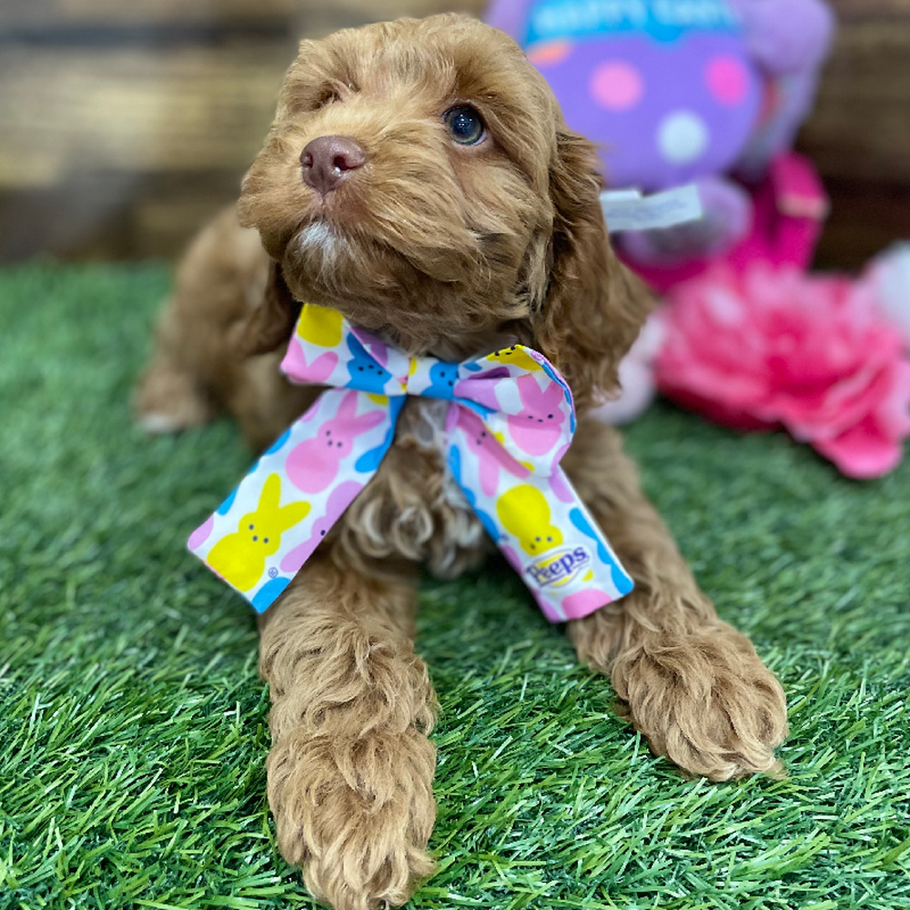 Female Cockapoo Puppy for Sale in Braintree, MA