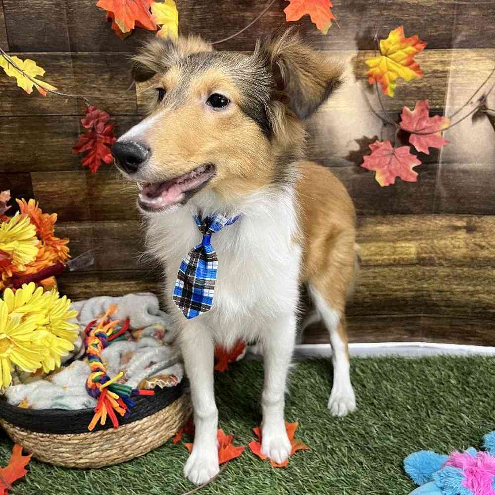 Male Shetland Sheepdog Puppy for Sale in Saugus, MA