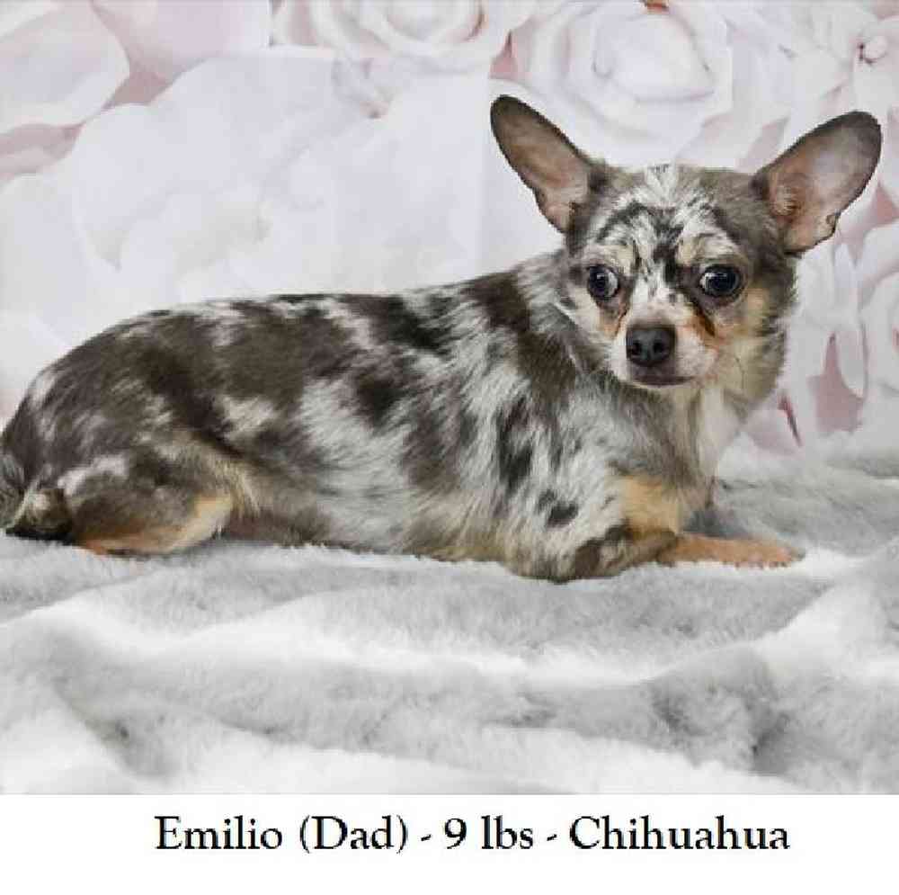 Female Chihuahua Puppy for Sale in Saugus, MA
