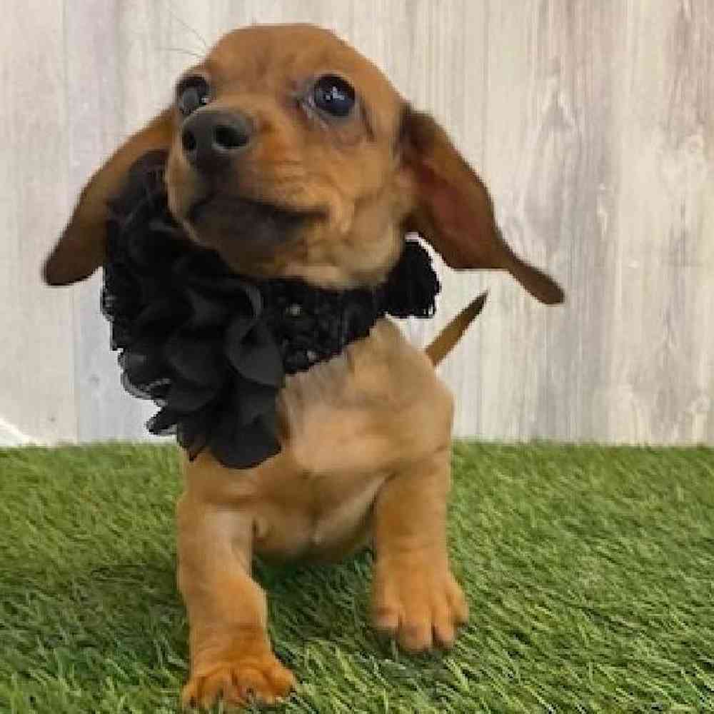 Female Dachshund Puppy for sale