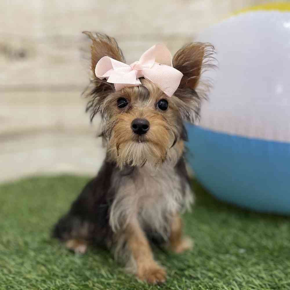 Female Yorkshire Terrier Puppy for Sale in Braintree, MA