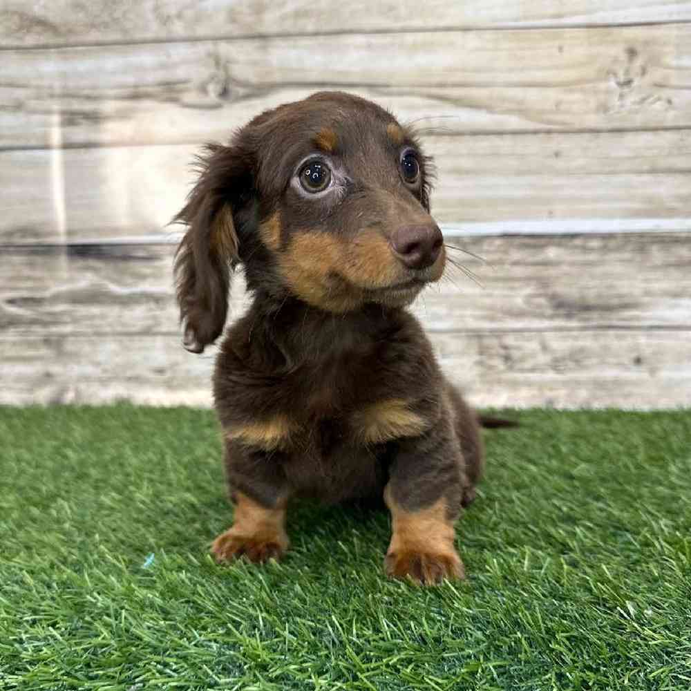 Female Dachshund Puppy for Sale in Saugus, MA