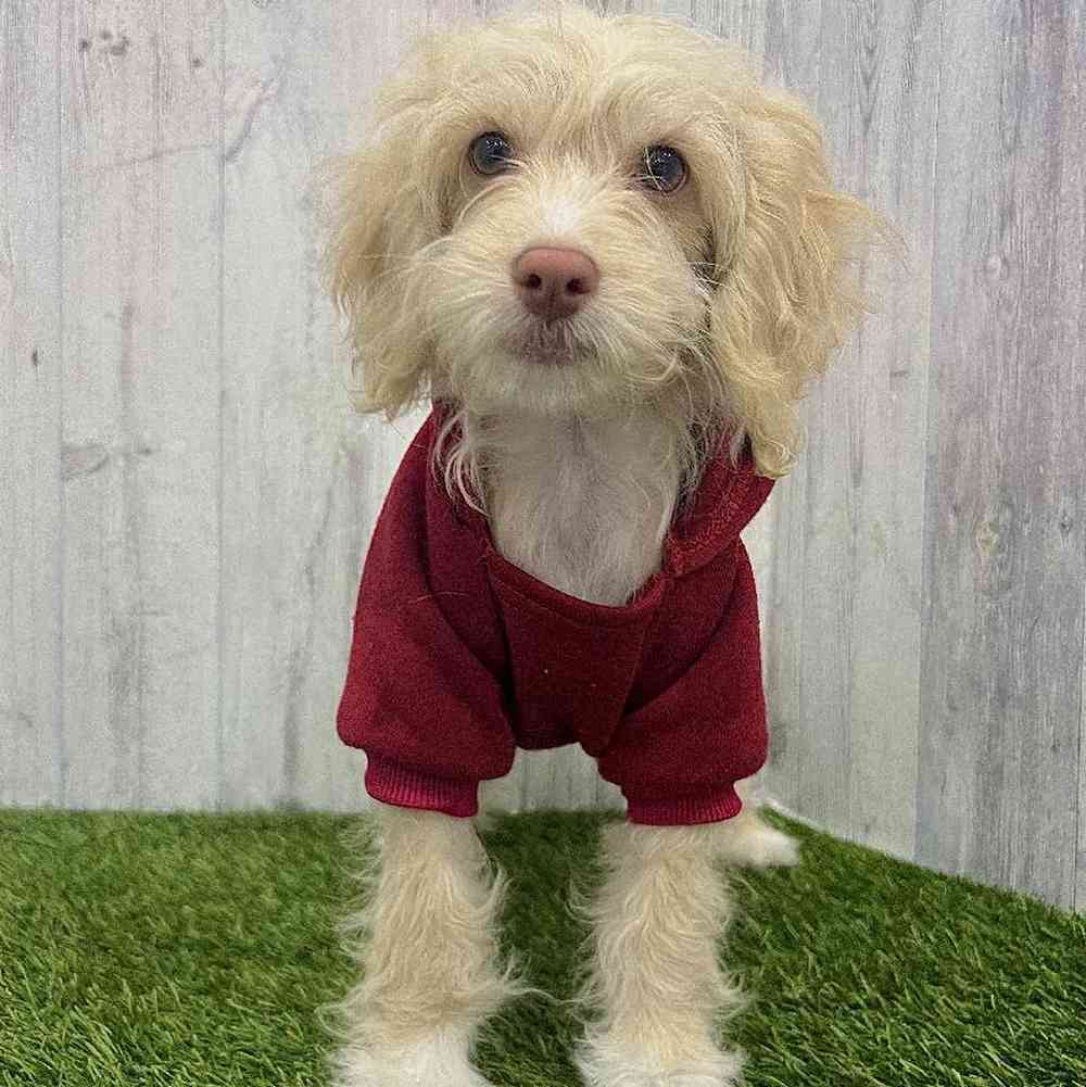 Male Cockapoo Puppy for Sale in Braintree, MA