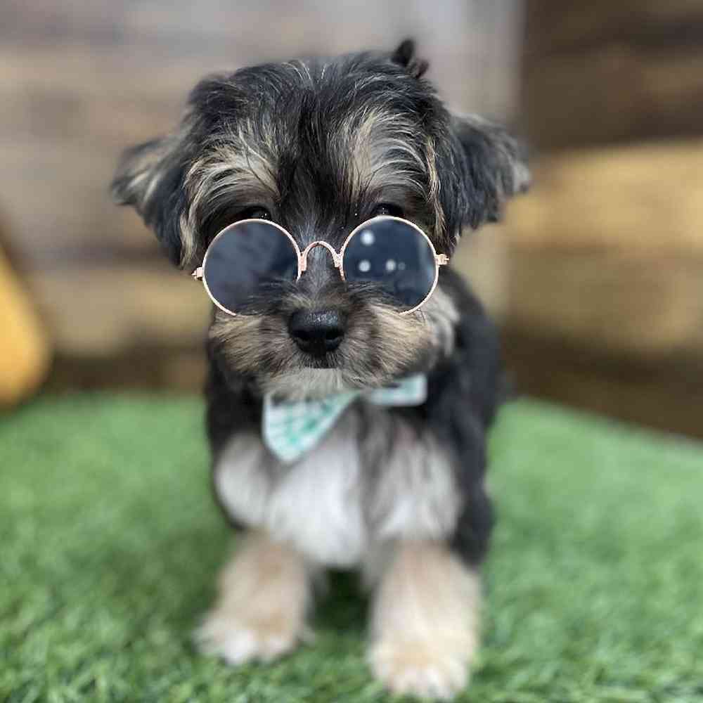 Male Silkese Puppy for Sale in Braintree, MA