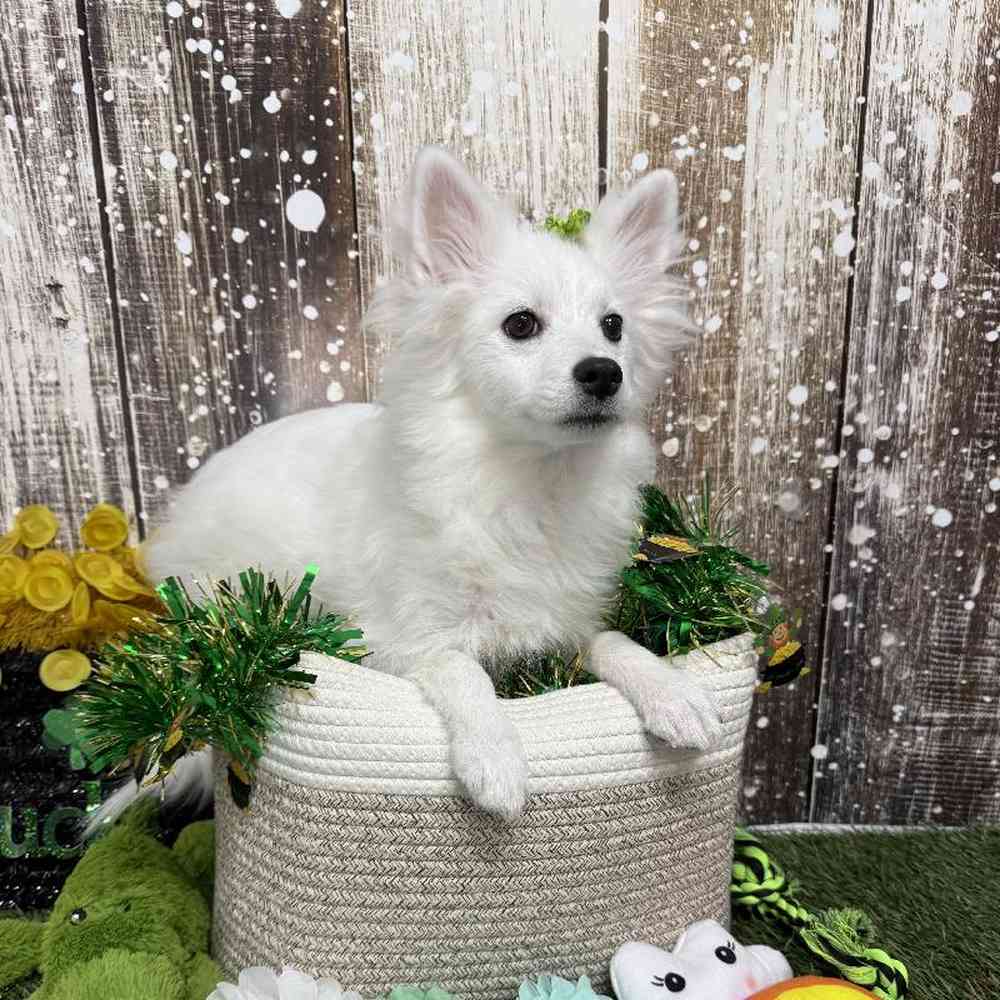 Female American Eskimo Puppy for Sale in Saugus, MA