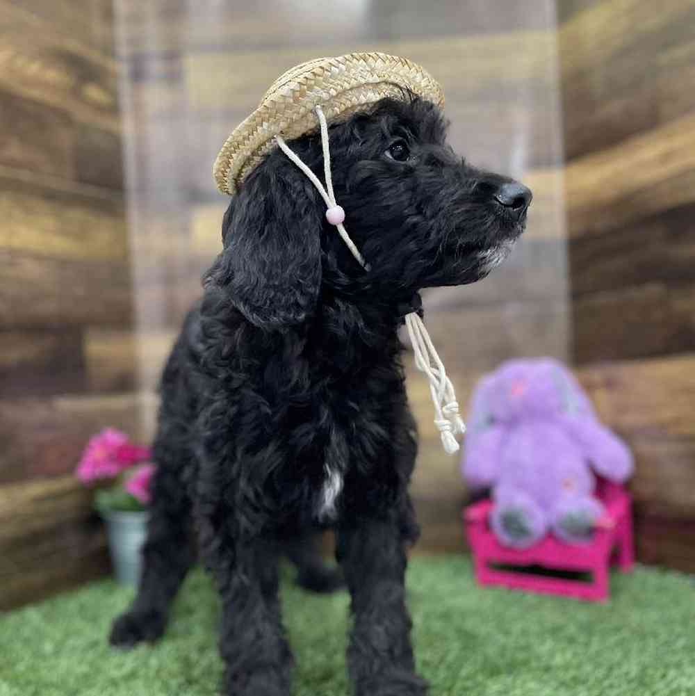 Male Goldendoodle Puppy for Sale in Braintree, MA