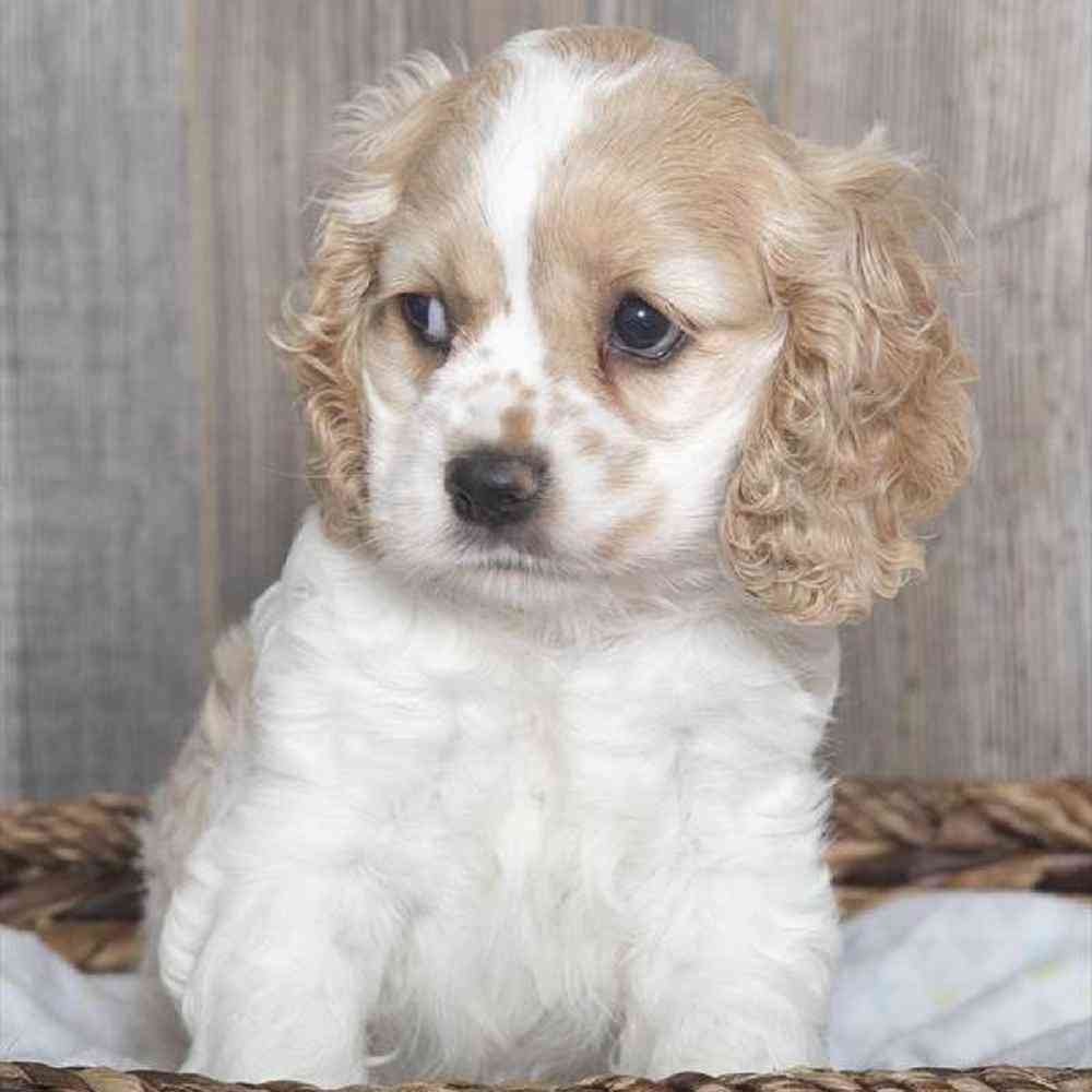 Female Cocker Spaniel Puppy for sale