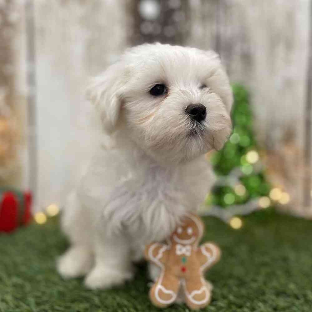 Male Maltese Puppy for Sale in Braintree, MA
