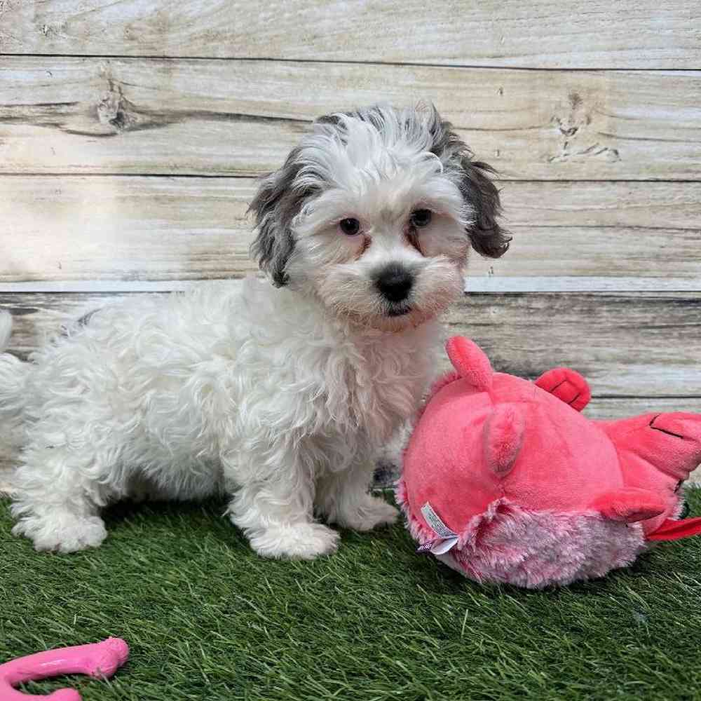 Female Shih-Poo Puppy for Sale in Saugus, MA