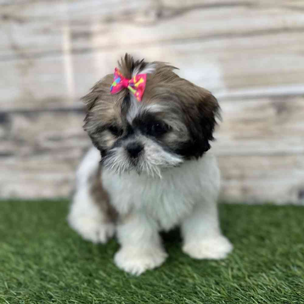 Female Shih Tzu Puppy for Sale in Saugus, MA