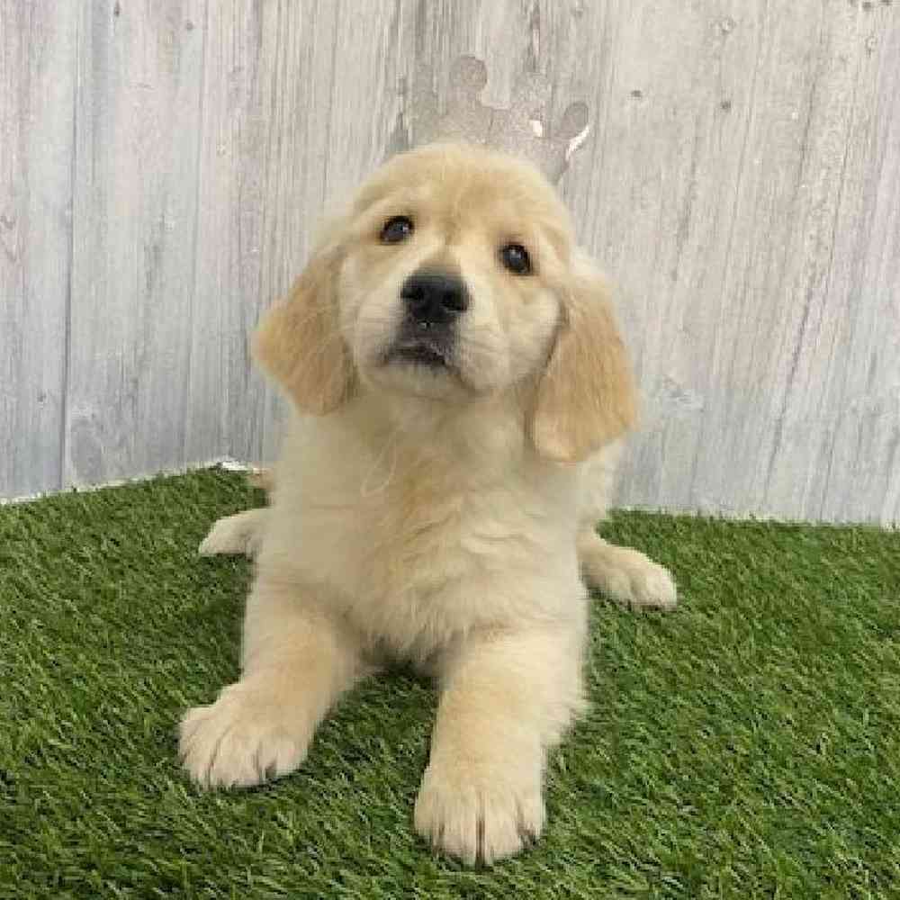 Female Golden Retriever Puppy for Sale in Braintree, MA