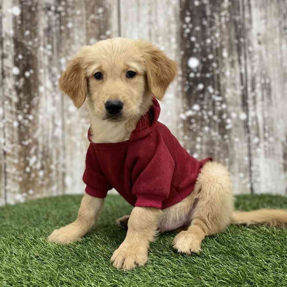 Male Golden Retriever Puppy for Sale in Braintree, MA