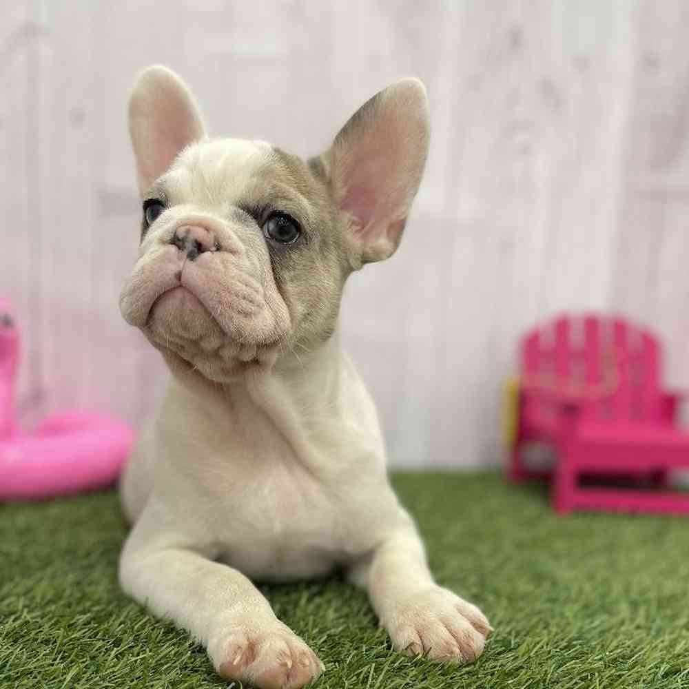 Male French Bulldog Puppy for Sale in Braintree, MA