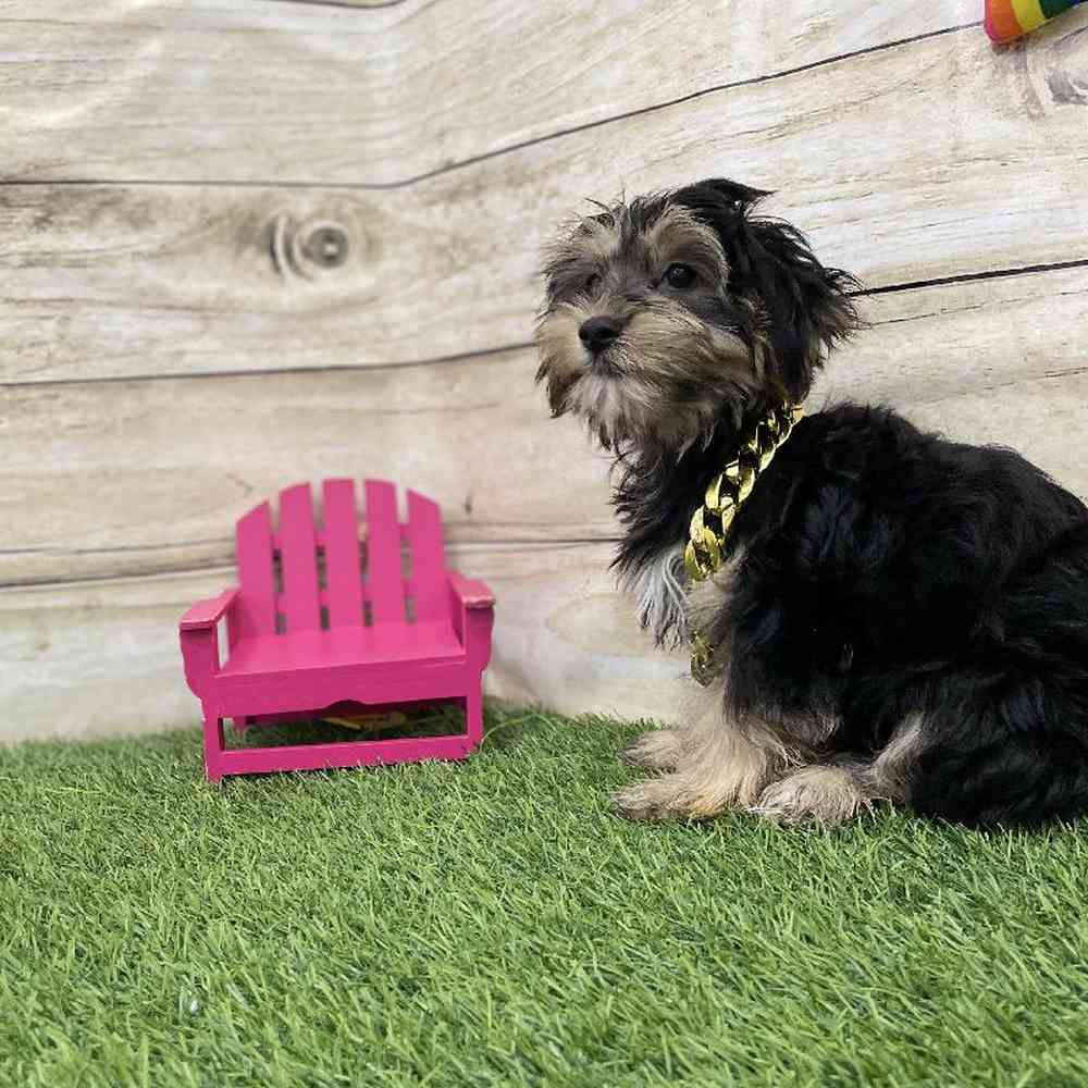 Male Morkie Puppy for Sale in Braintree, MA