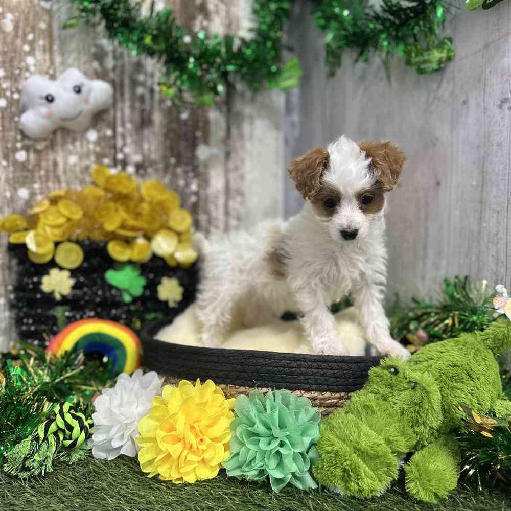 Cavapoo 2nd Gen image