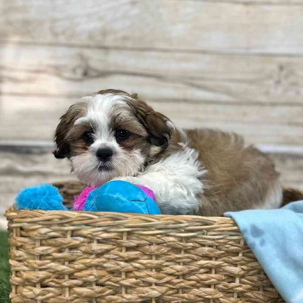 Male Teddy Bear (Zuchon) 2nd Gen Puppy for Sale in Saugus, MA