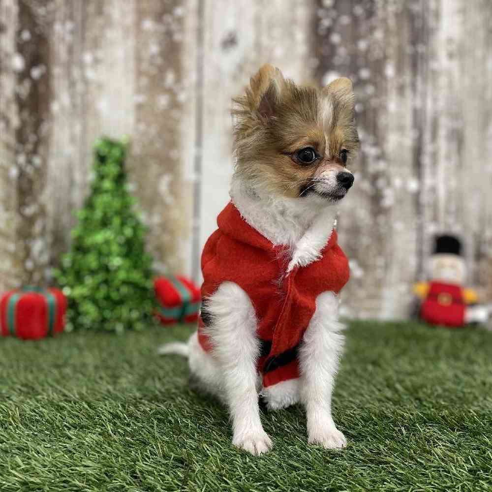Female Pomeranian Puppy for Sale in Braintree, MA