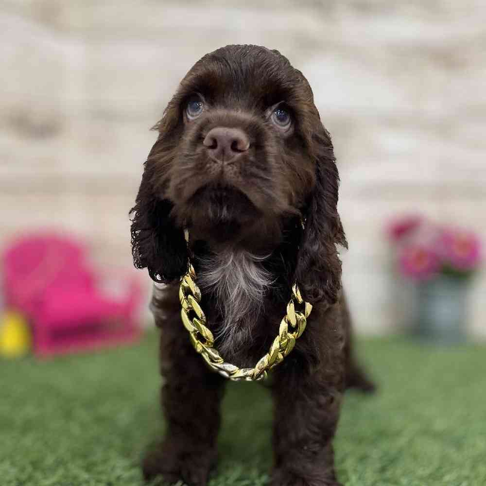 Male Cocker Spaniel Puppy for Sale in Braintree, MA