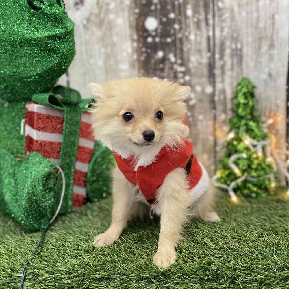 Female Pomeranian Puppy for Sale in Braintree, MA