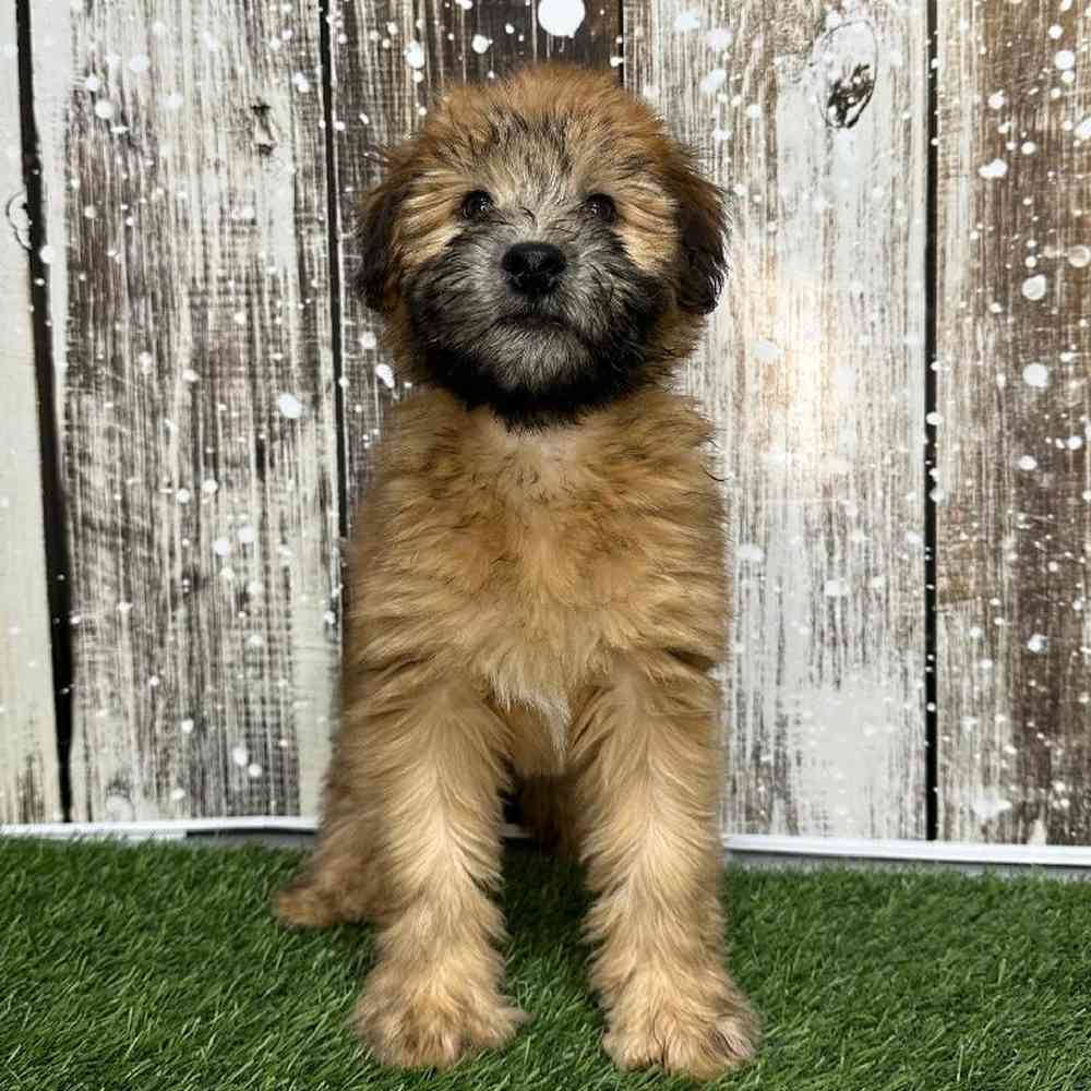 Female Soft Coated Wheaten Terrier Puppy for Sale in Saugus, MA