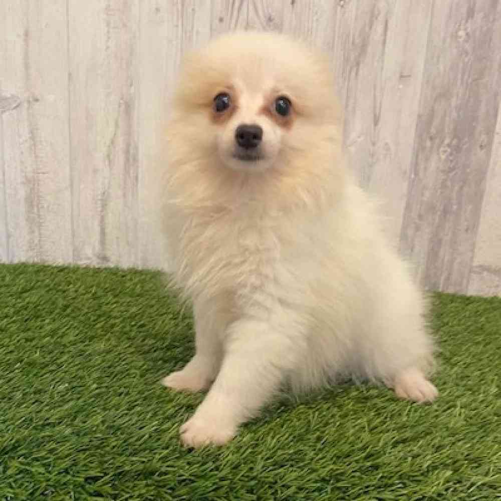 Female Pomeranian Puppy for sale