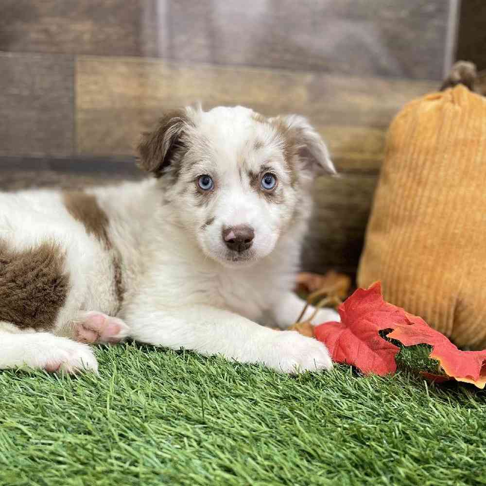 Female Miniature Australian Shepherd Puppy for Sale in Braintree, MA