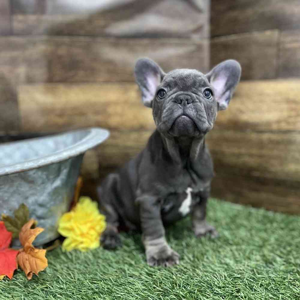 Male French Bulldog Puppy for Sale in Braintree, MA