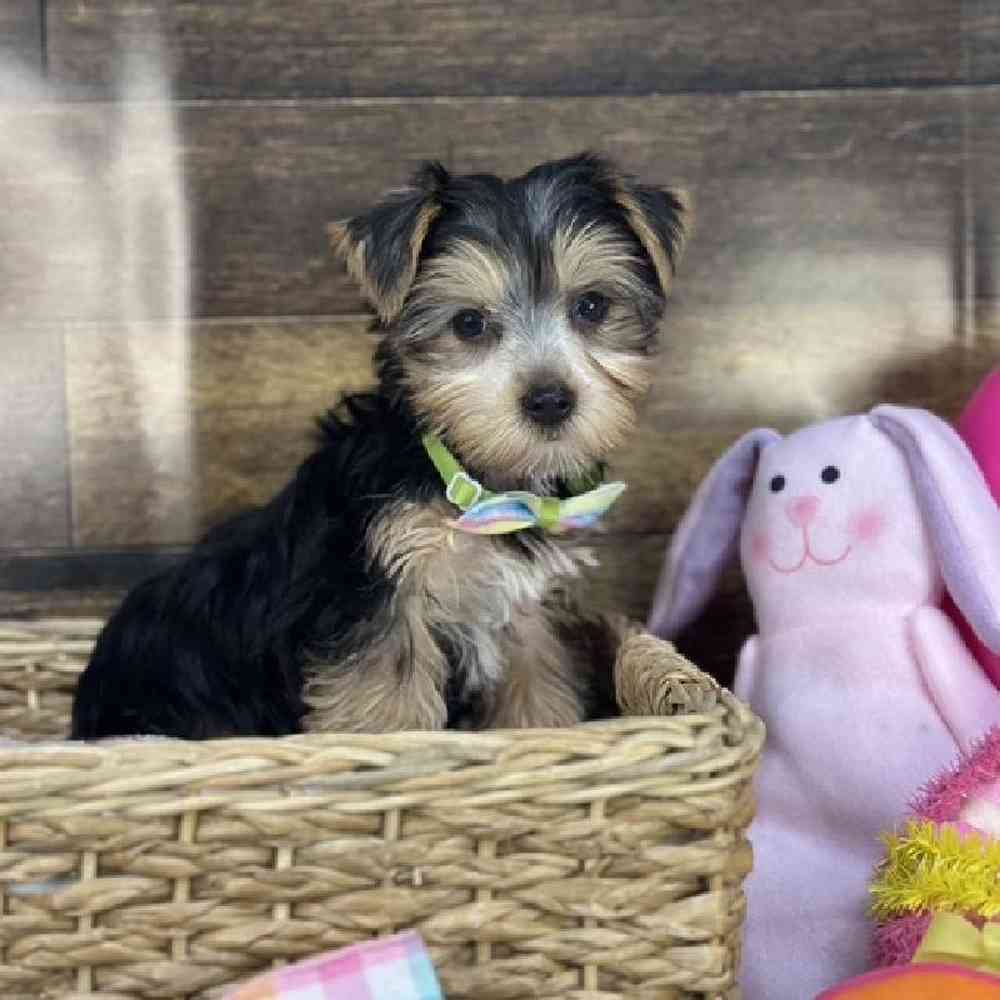 Male Yorkshire Terrier Puppy for Sale in Saugus, MA