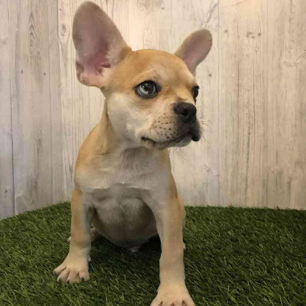 Male French Bulldog Puppy for sale
