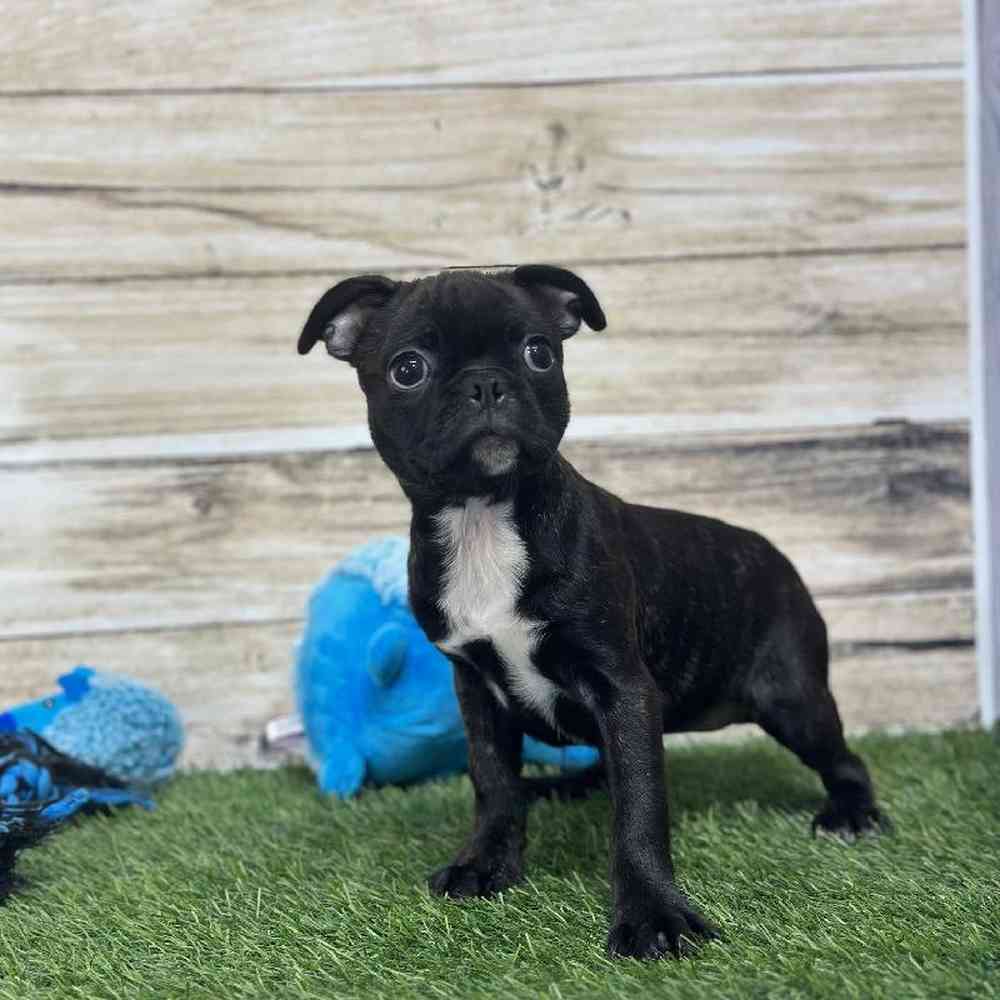 Female Bugg Puppy for Sale in Saugus, MA