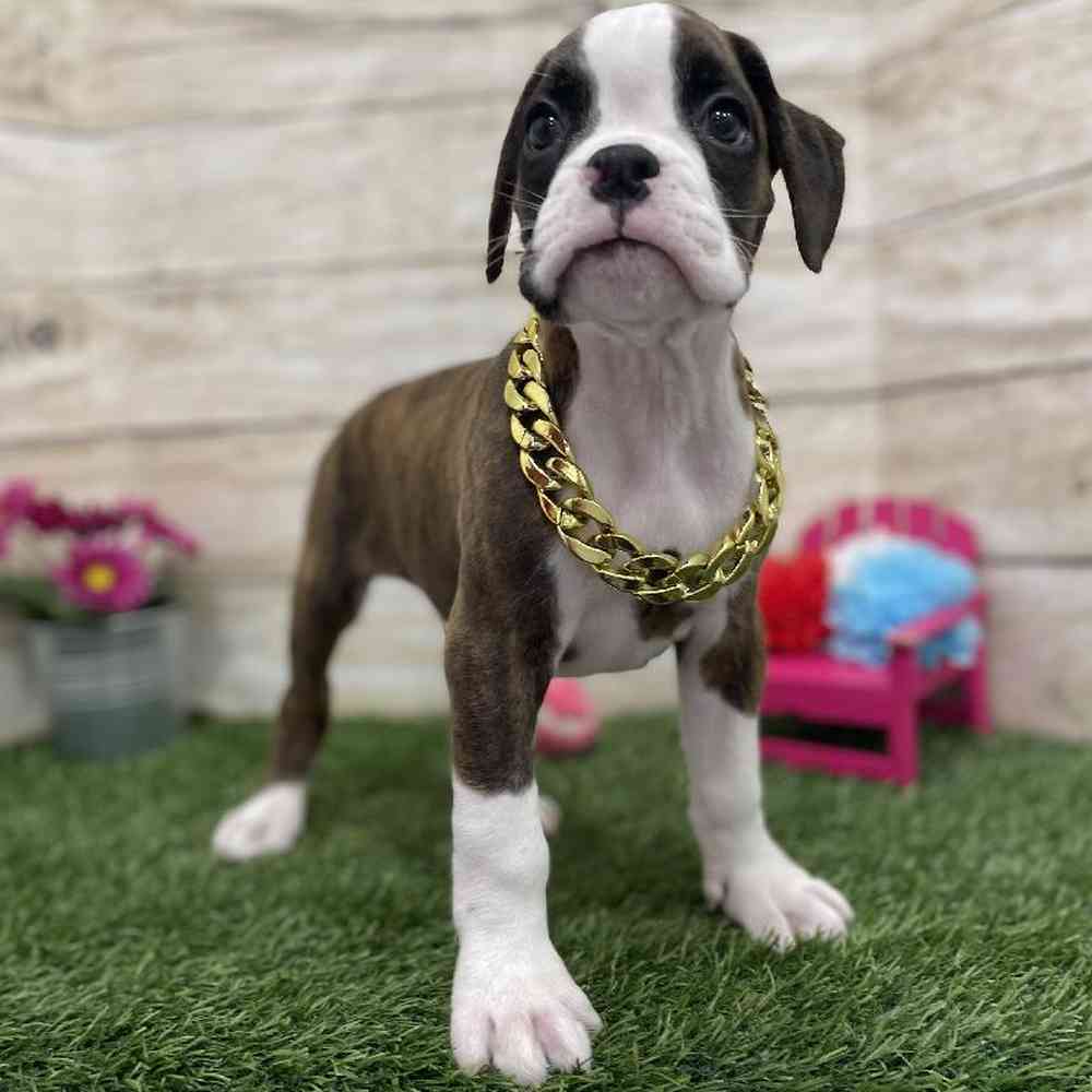 Male Boxer Puppy for Sale in Braintree, MA