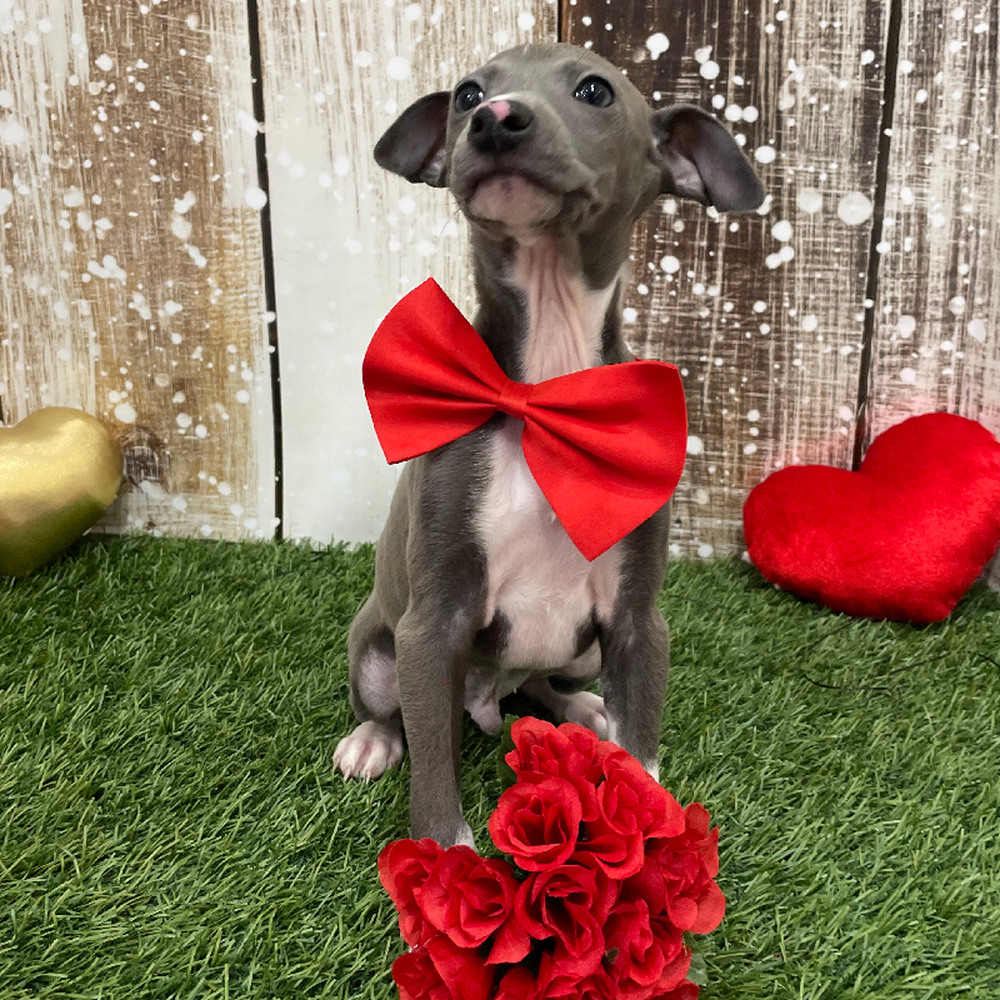 Male Italian Greyhound Puppy for Sale in Braintree, MA
