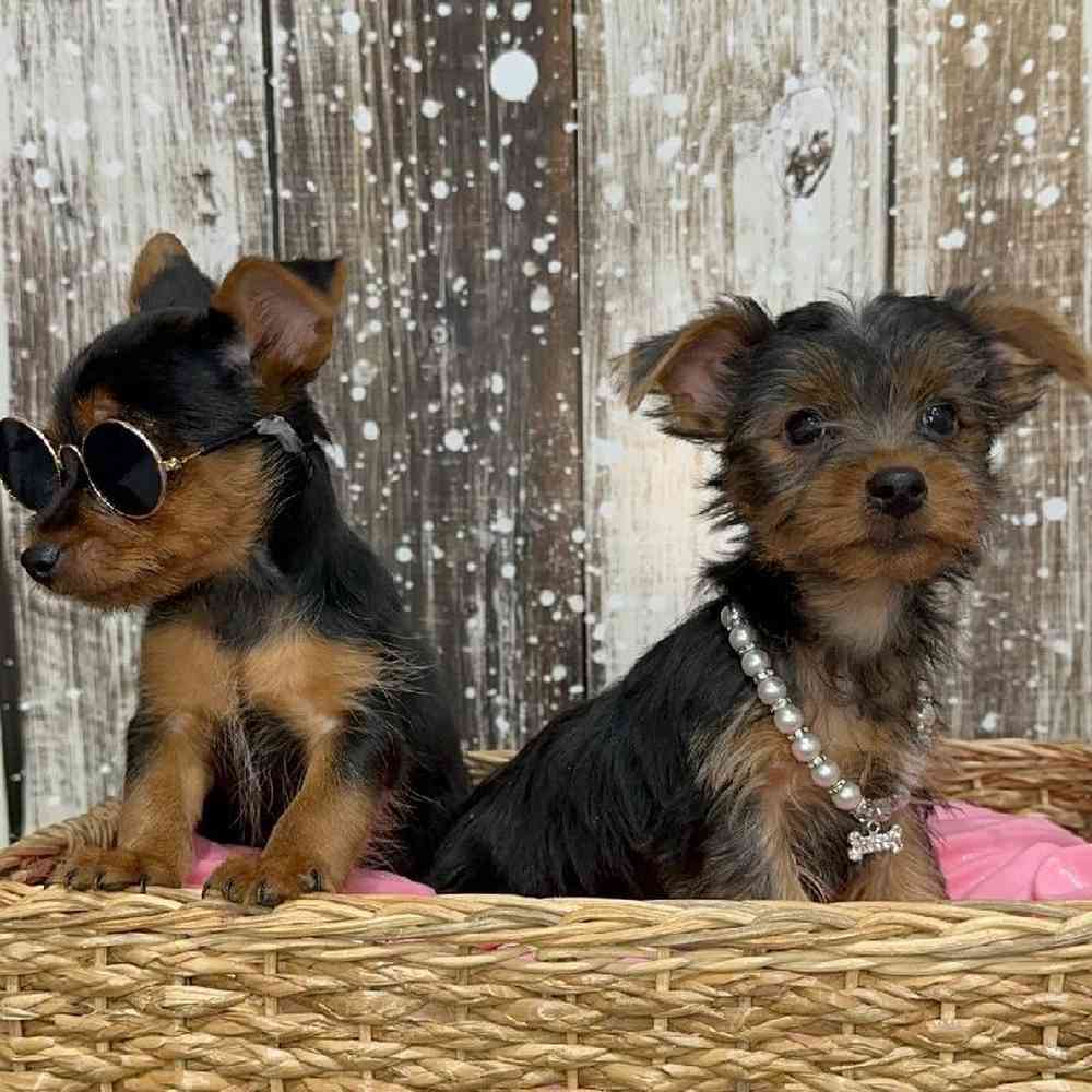 Male Yorkshire Terrier Puppy for Sale in Saugus, MA