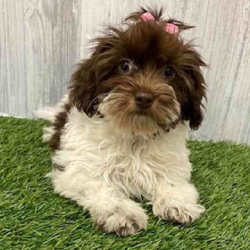 Female Havapoo Puppy for Sale in Braintree, MA