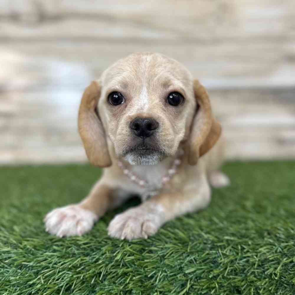 Female Puggle Puppy for Sale in Saugus, MA