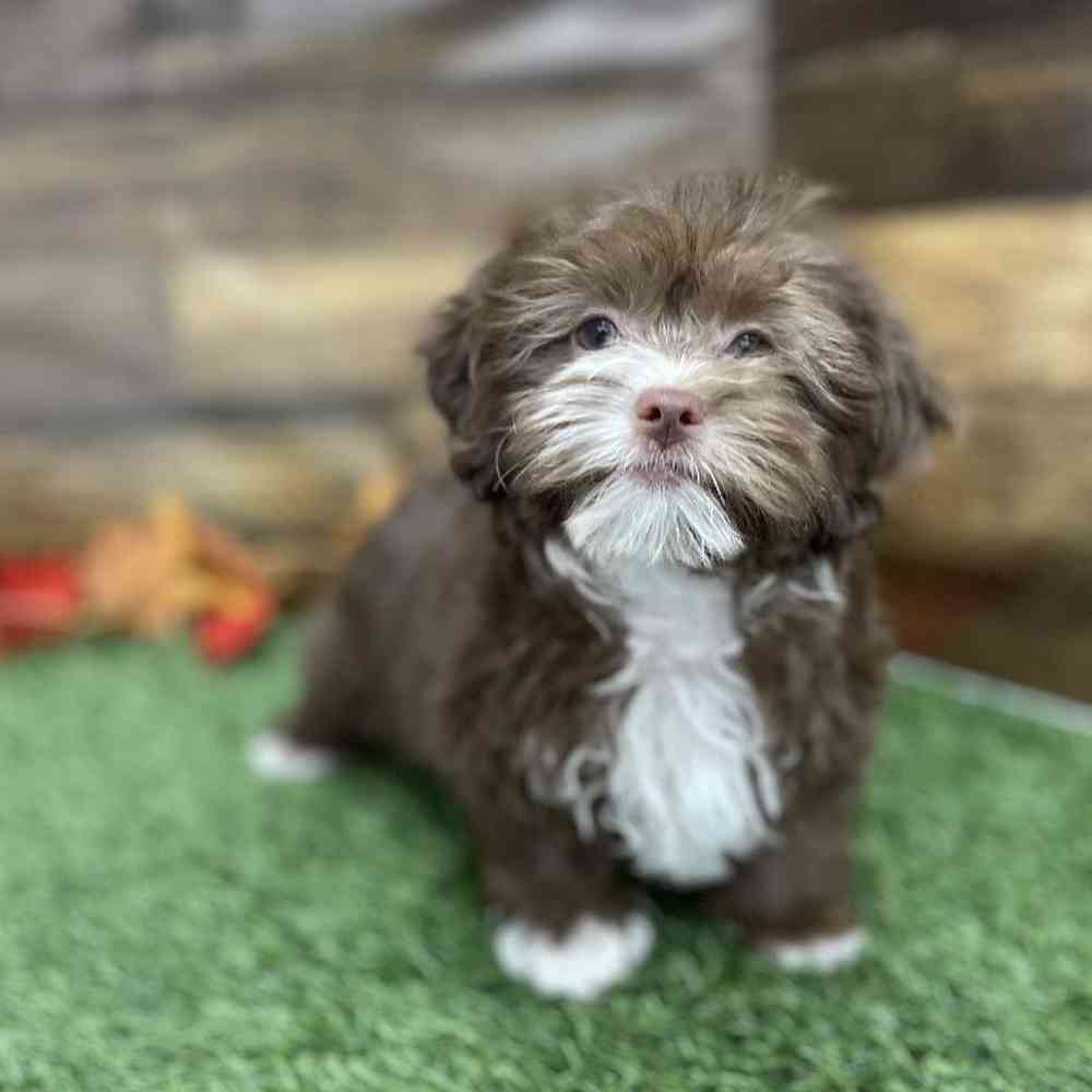 Female Lhasa-Poo Puppy for Sale in Braintree, MA