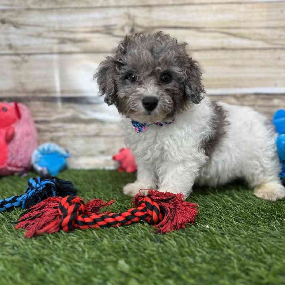 Male Bichon-Poodle Puppy for Sale in Saugus, MA