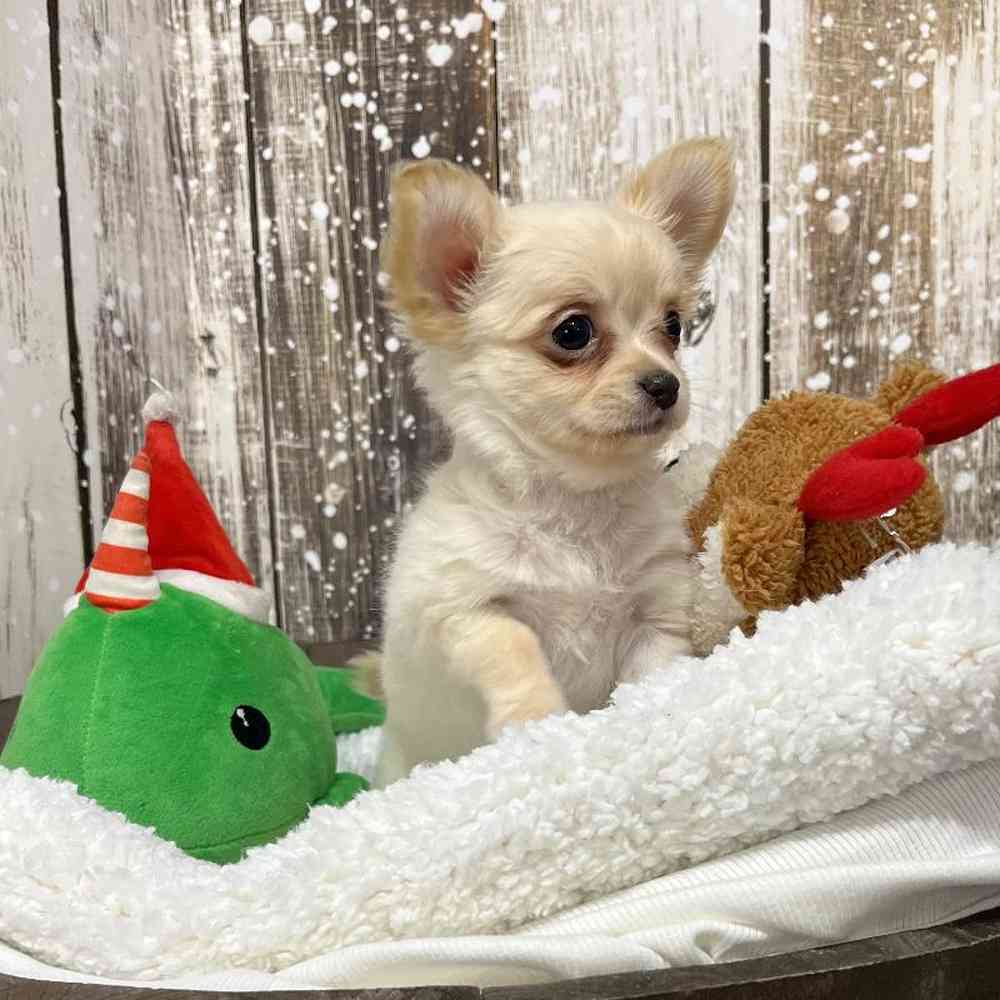 Male Chihuahua Puppy for Sale in Saugus, MA