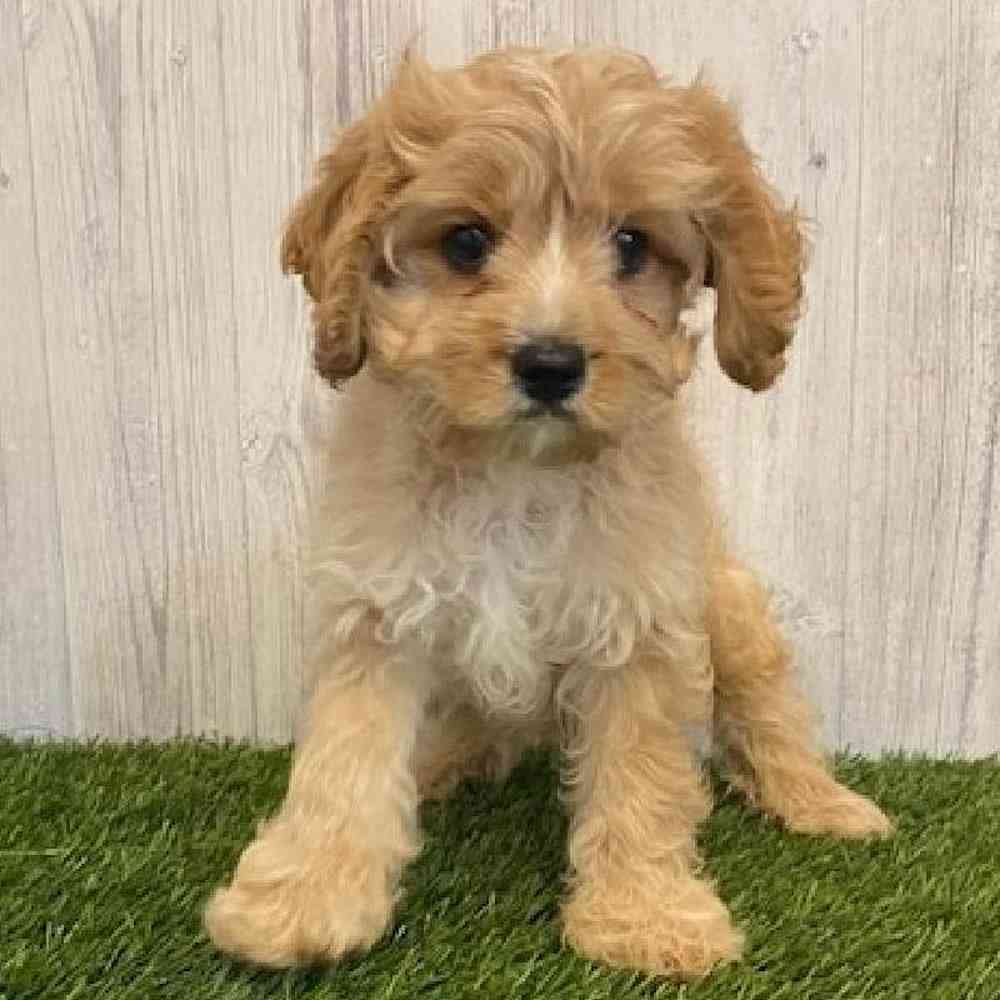 Male Cavapoo Puppy for sale