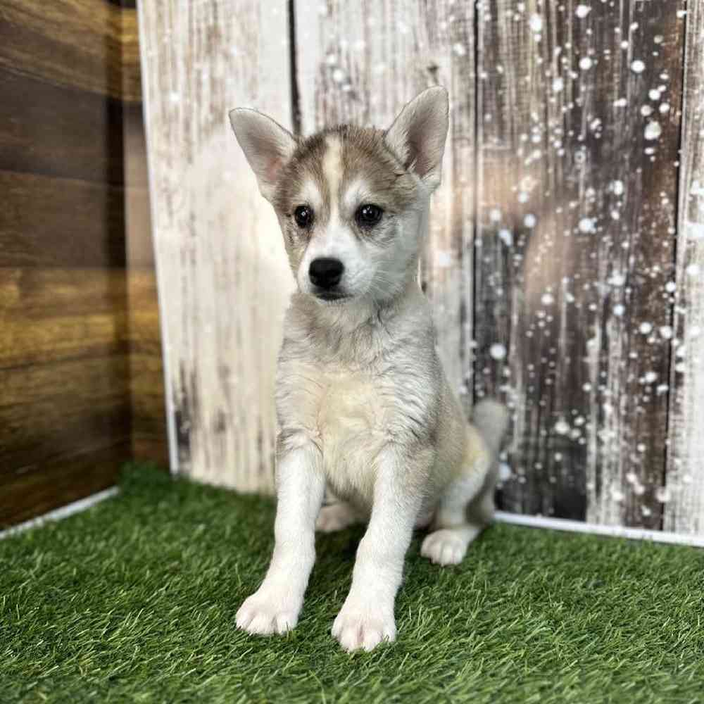 Female Alaskan Klee Kai Puppy for Sale in Saugus, MA