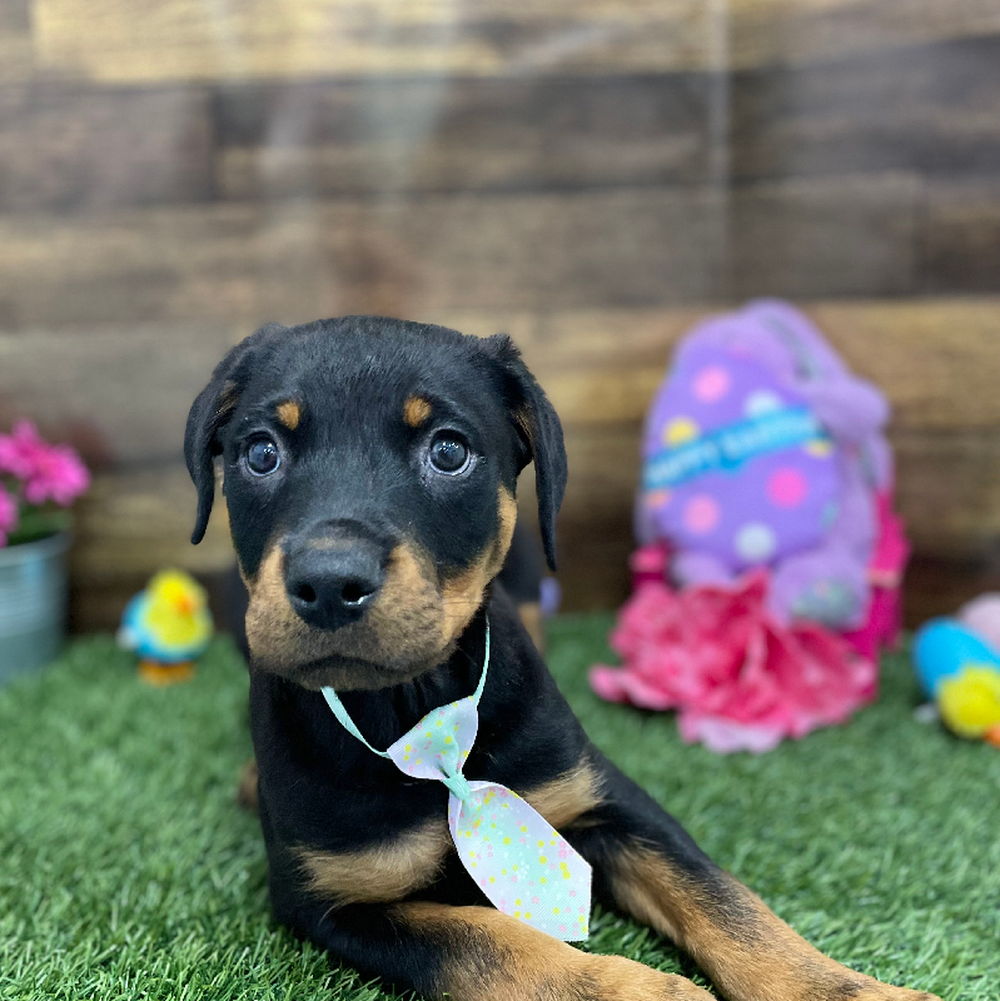 Male Rottweiler Puppy for Sale in Braintree, MA