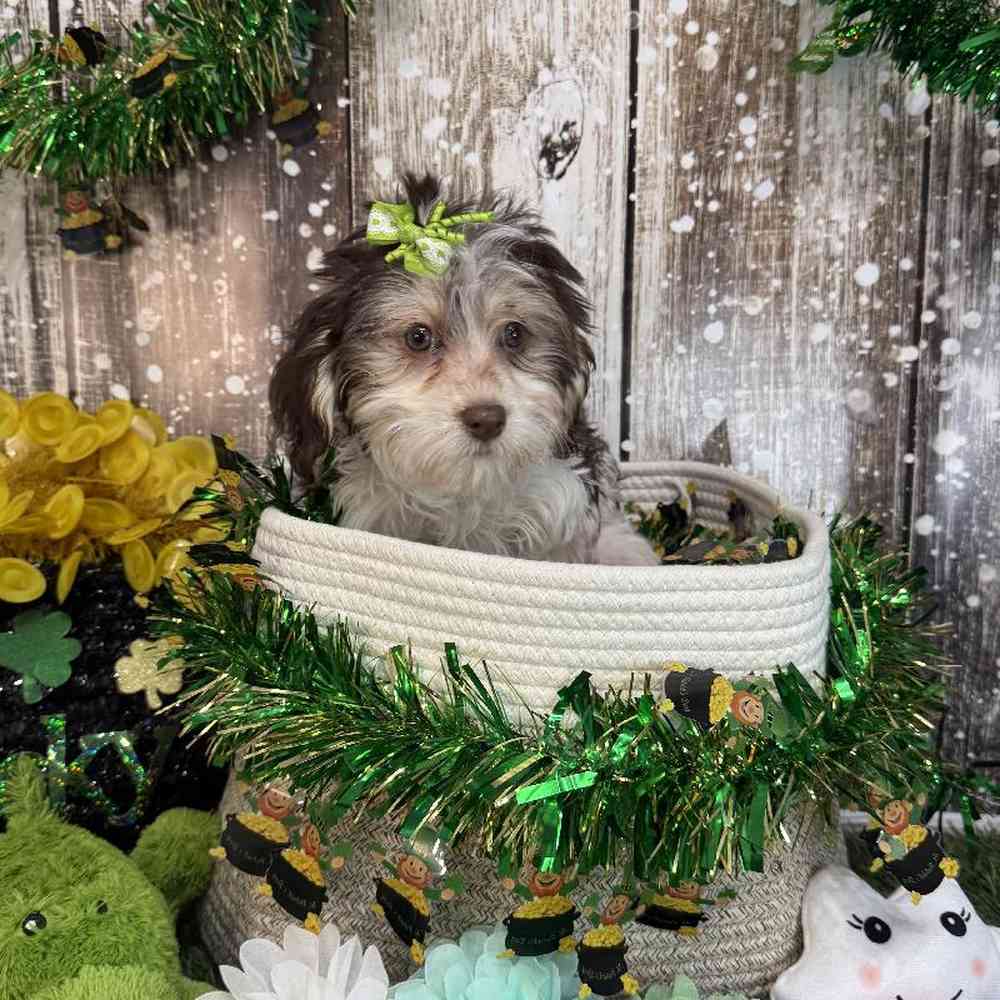 Female Havanese Puppy for Sale in Saugus, MA