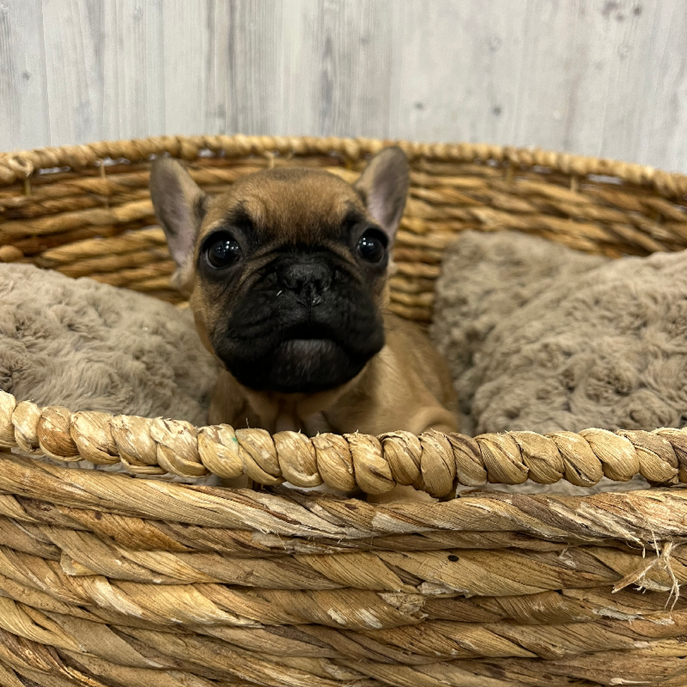 Female French Bulldog Puppy for Sale in Braintree, MA