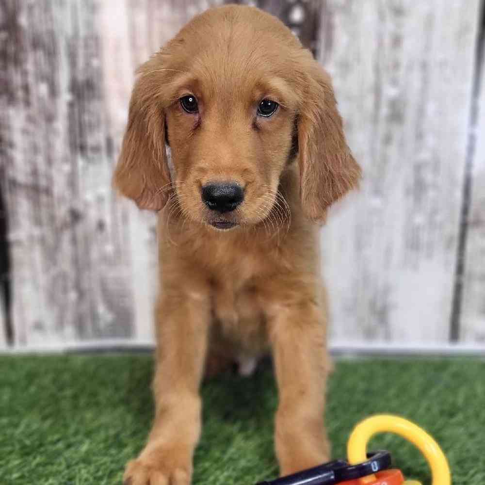 Male Golden Retriever Puppy for Sale in Saugus, MA