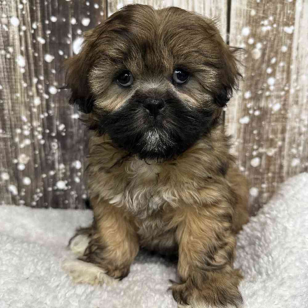 Female Lhasa Apso Puppy for Sale in Saugus, MA