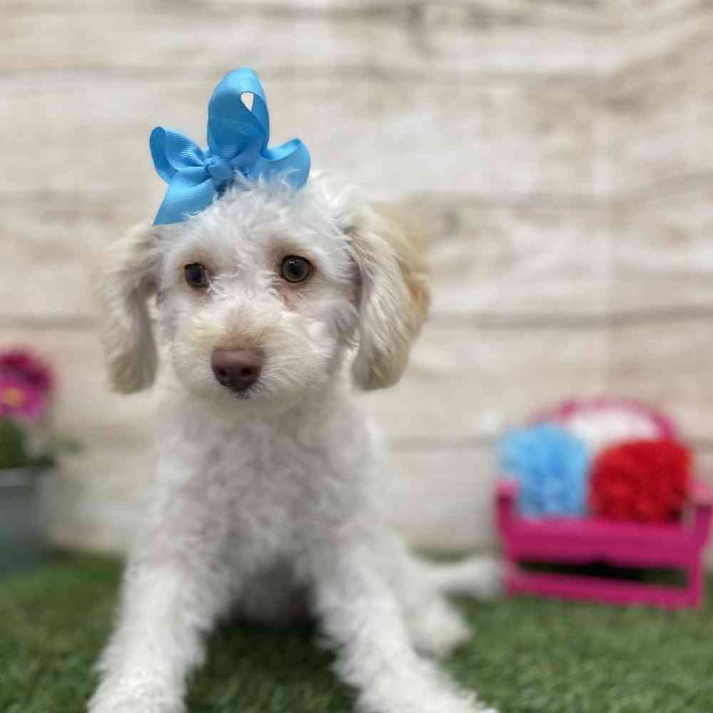 Female Cockapoo 2nd Gen Puppy for Sale in Braintree, MA