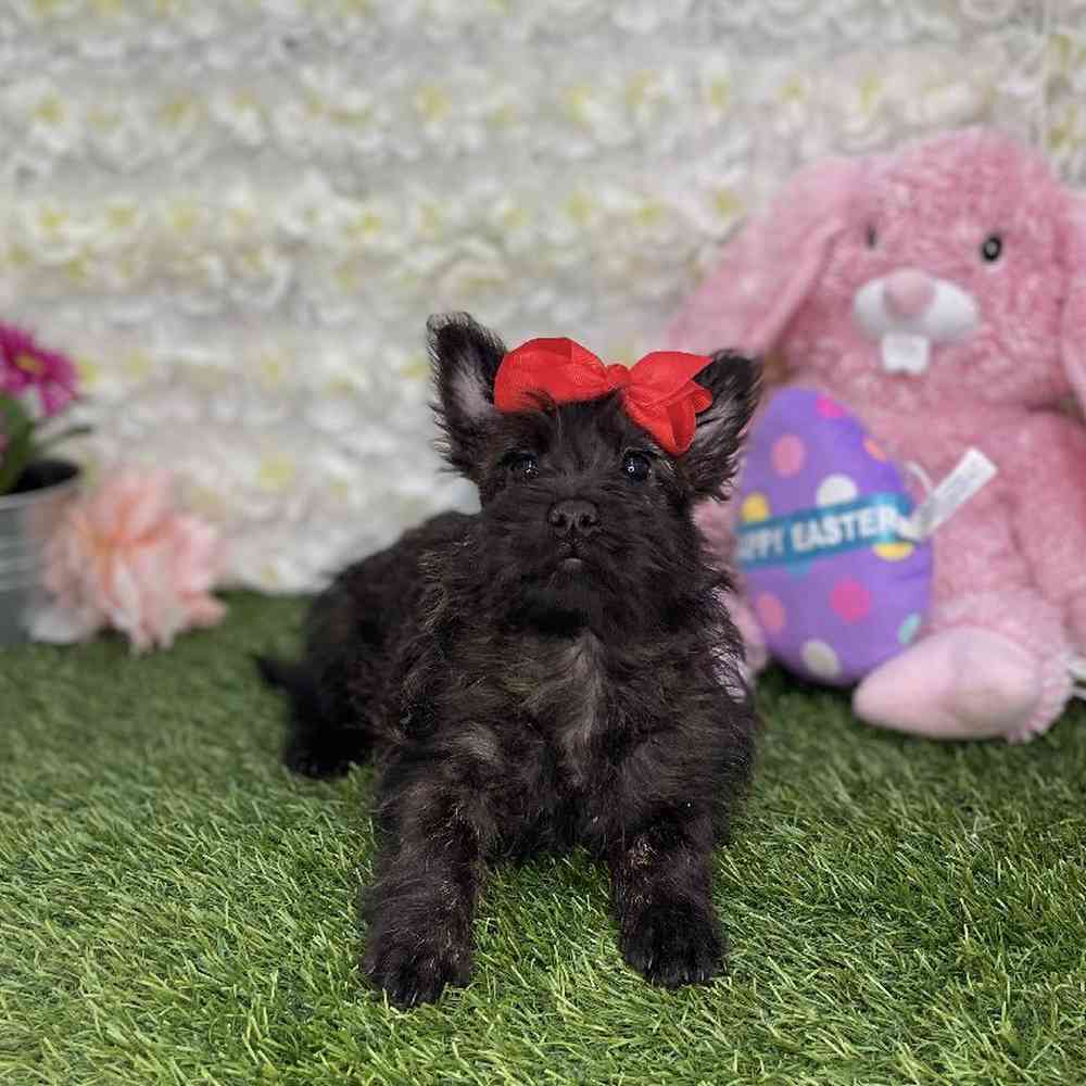 Female Cairn Terrier Puppy for Sale in Braintree, MA