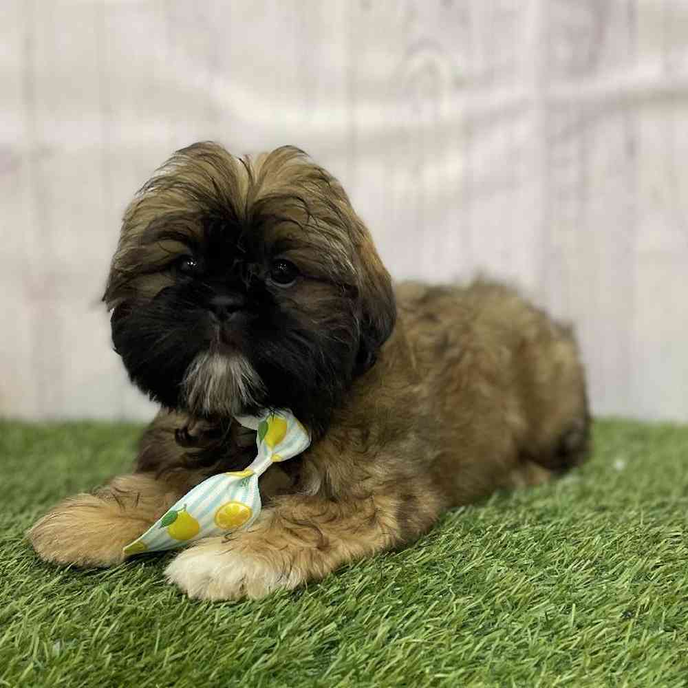 Male Shih Tzu Puppy for Sale in Braintree, MA