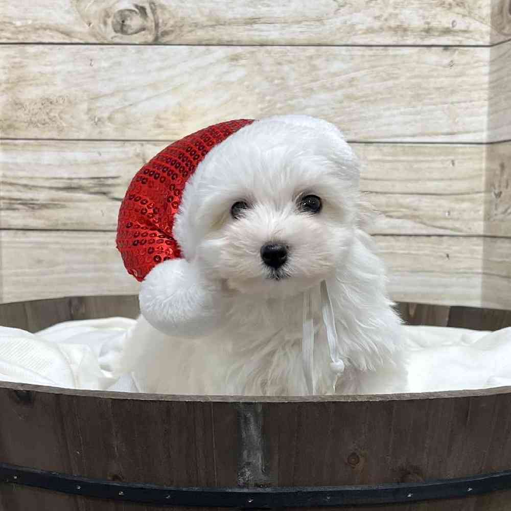 Male Coton De Tulear Puppy for Sale in Saugus, MA