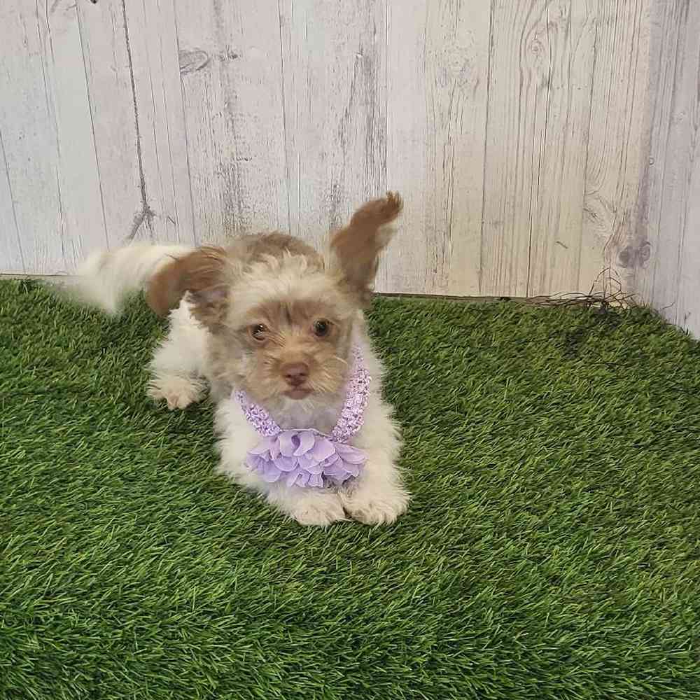 Female Hava-Pom Puppy for sale